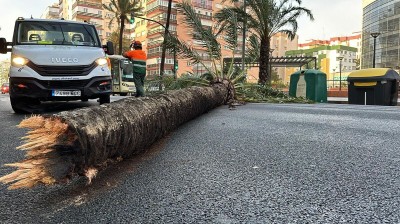 Árbol cayendo encima de un coche en Jerez